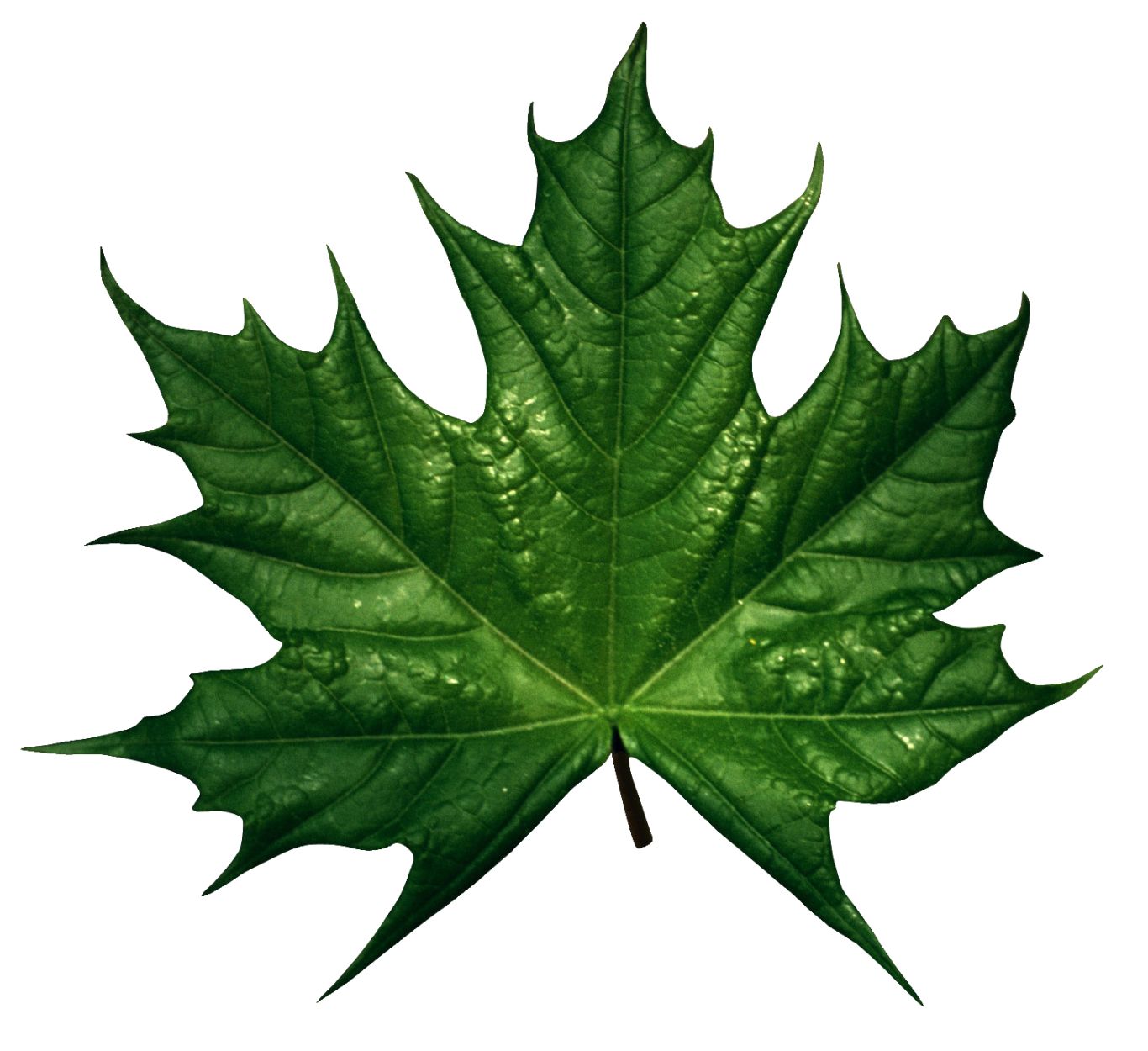 Green leaf PNG     图片编号:3625