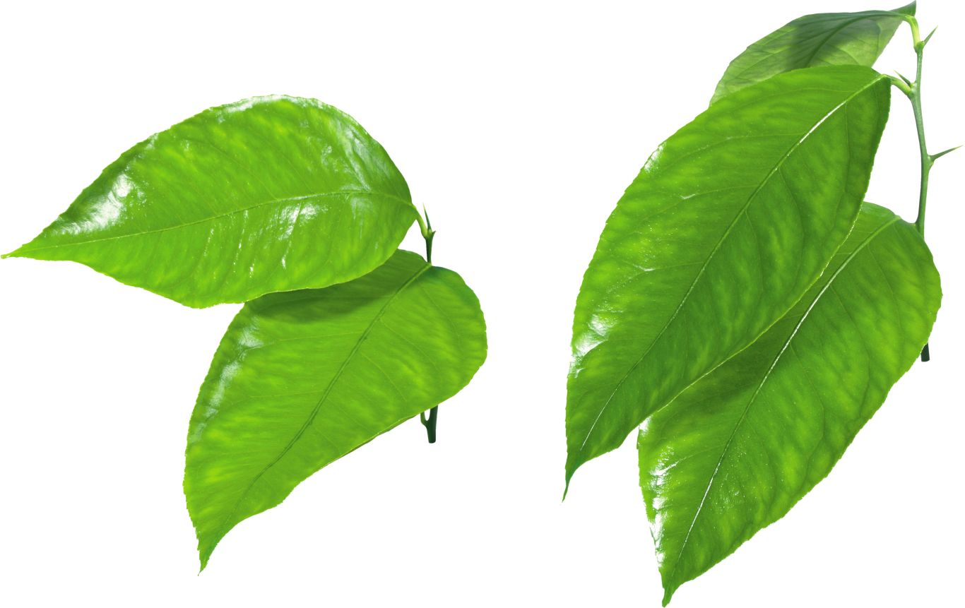 Green leaf PNG     图片编号:3627