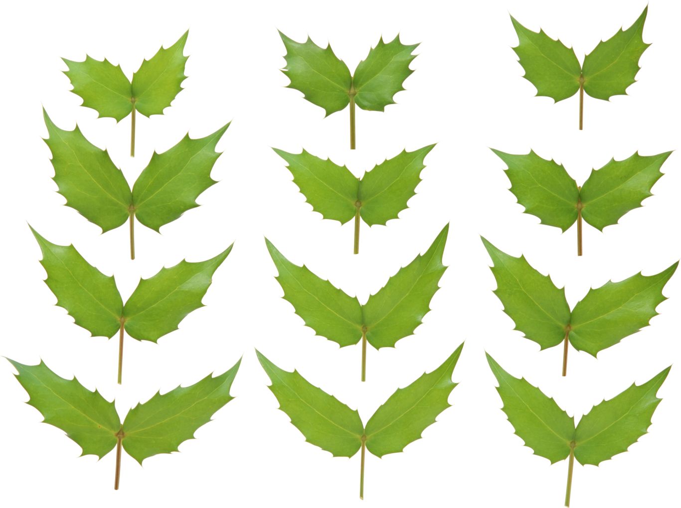Green leaf PNG     图片编号:3628