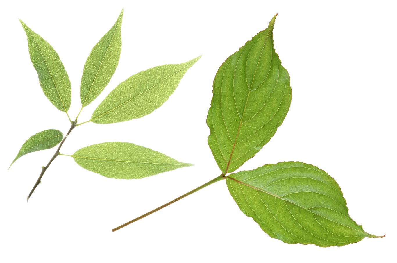 Green leaf PNG     图片编号:3629