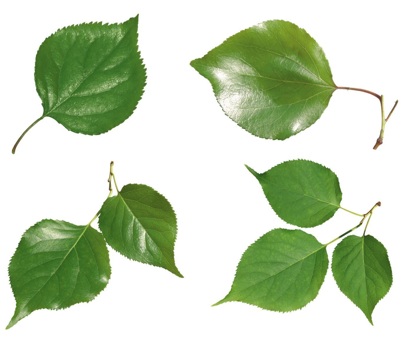 Green leaf PNG     图片编号:3630