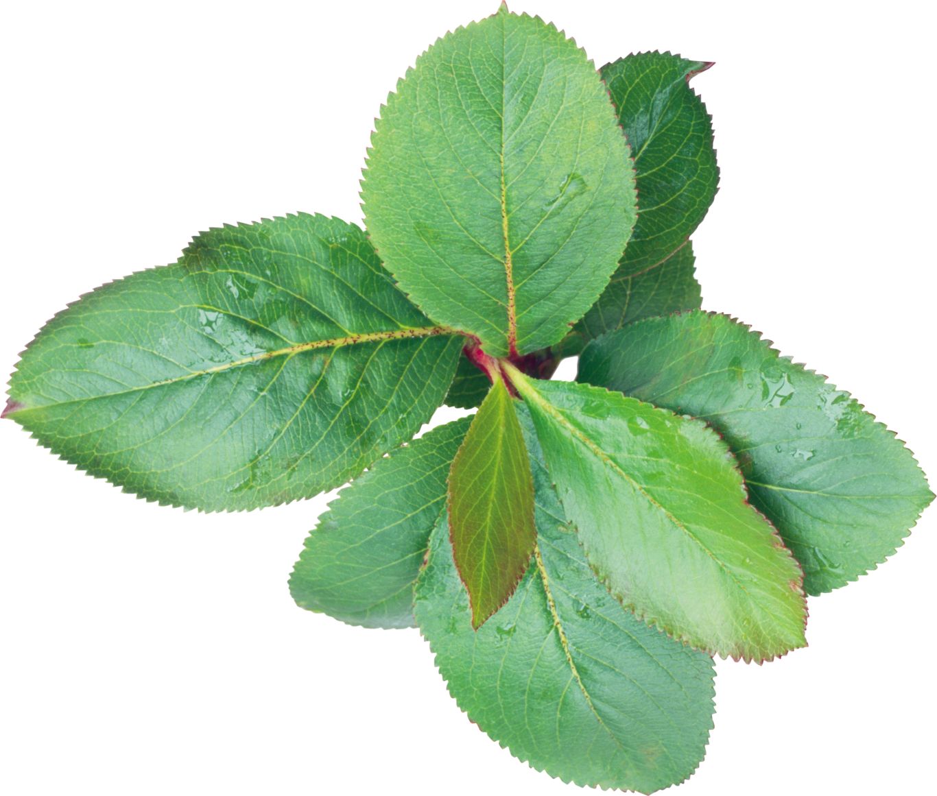 Green leaf PNG     图片编号:3631