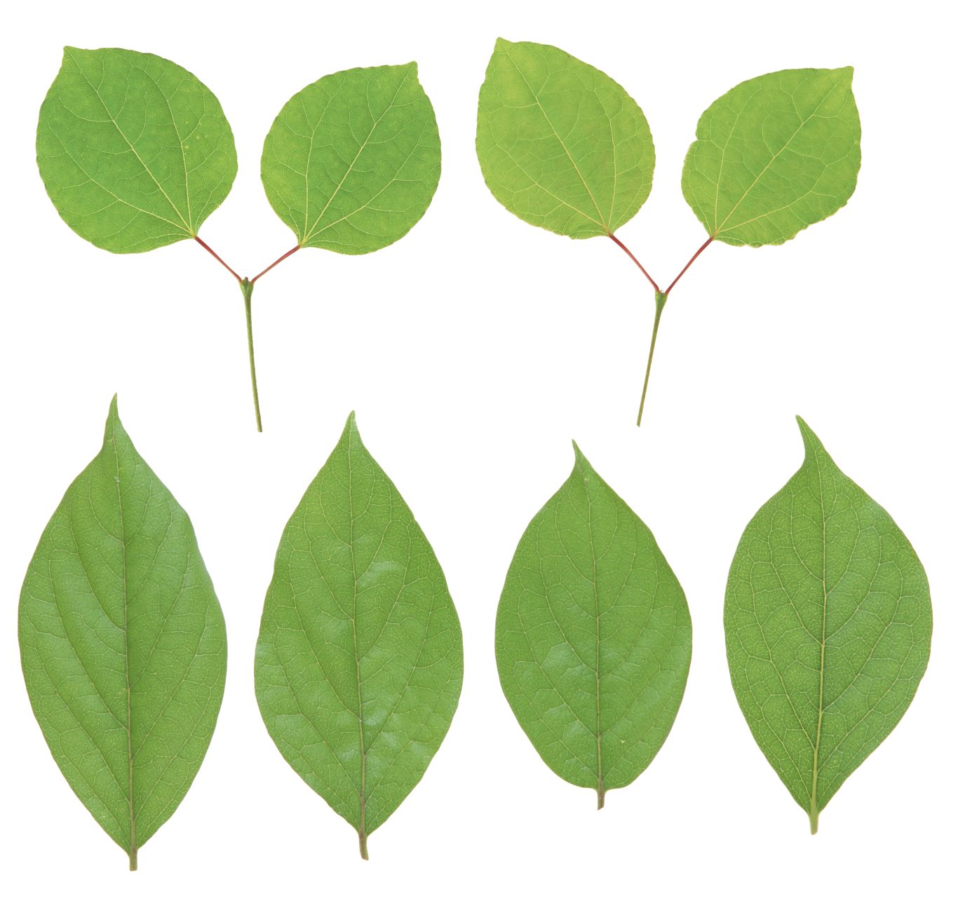 Green leaf PNG     图片编号:3632