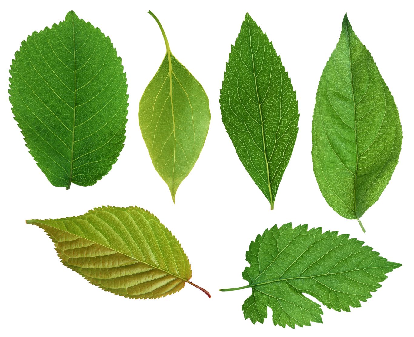 Green leaf PNG     图片编号:3634