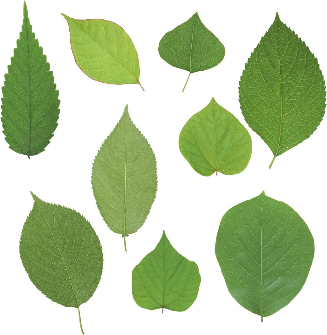 Green leaves picture PNG     图片编号:3635