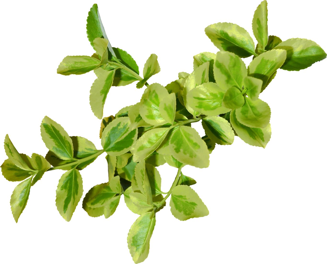 Green leaf PNG     图片编号:3636