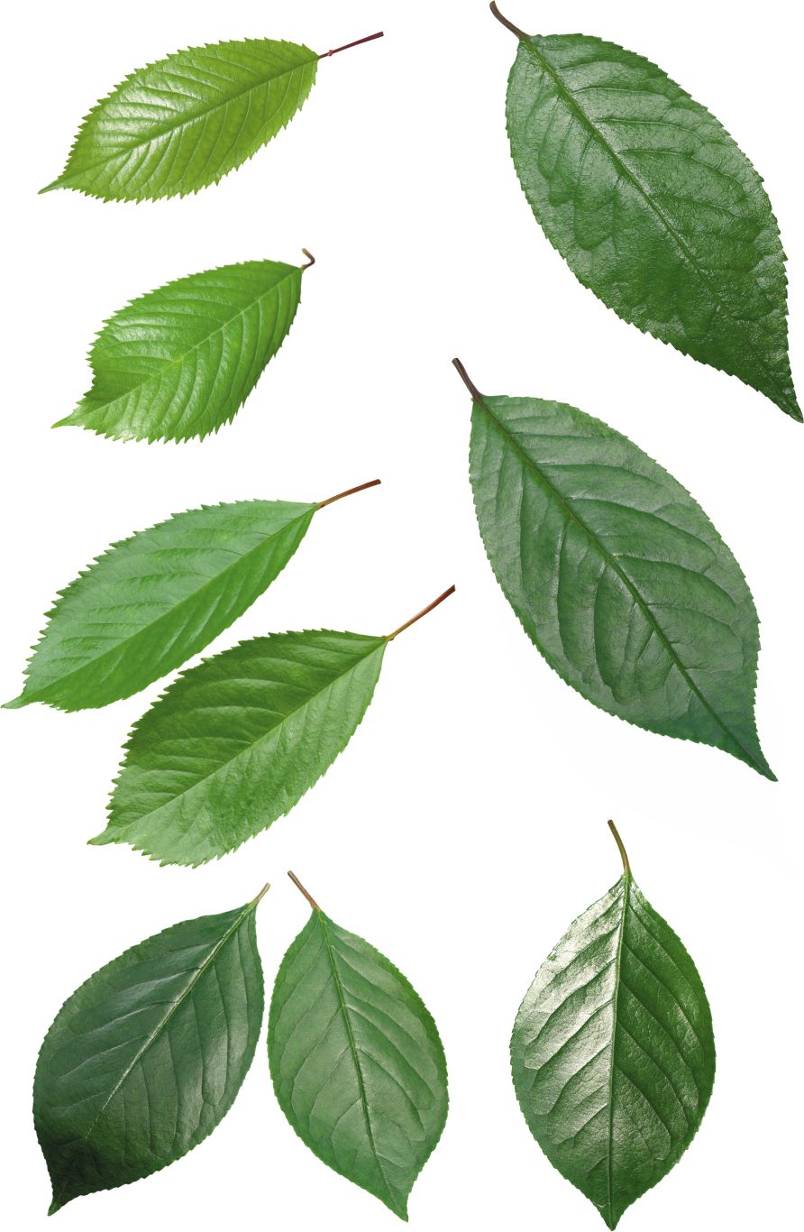 Green leaf PNG     图片编号:3637