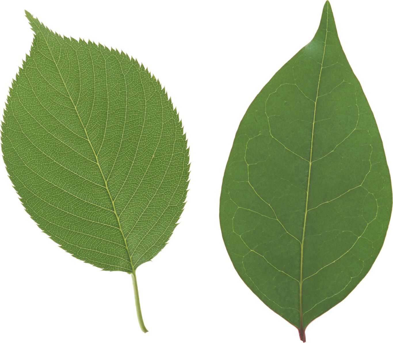 Green leaf PNG     图片编号:3638