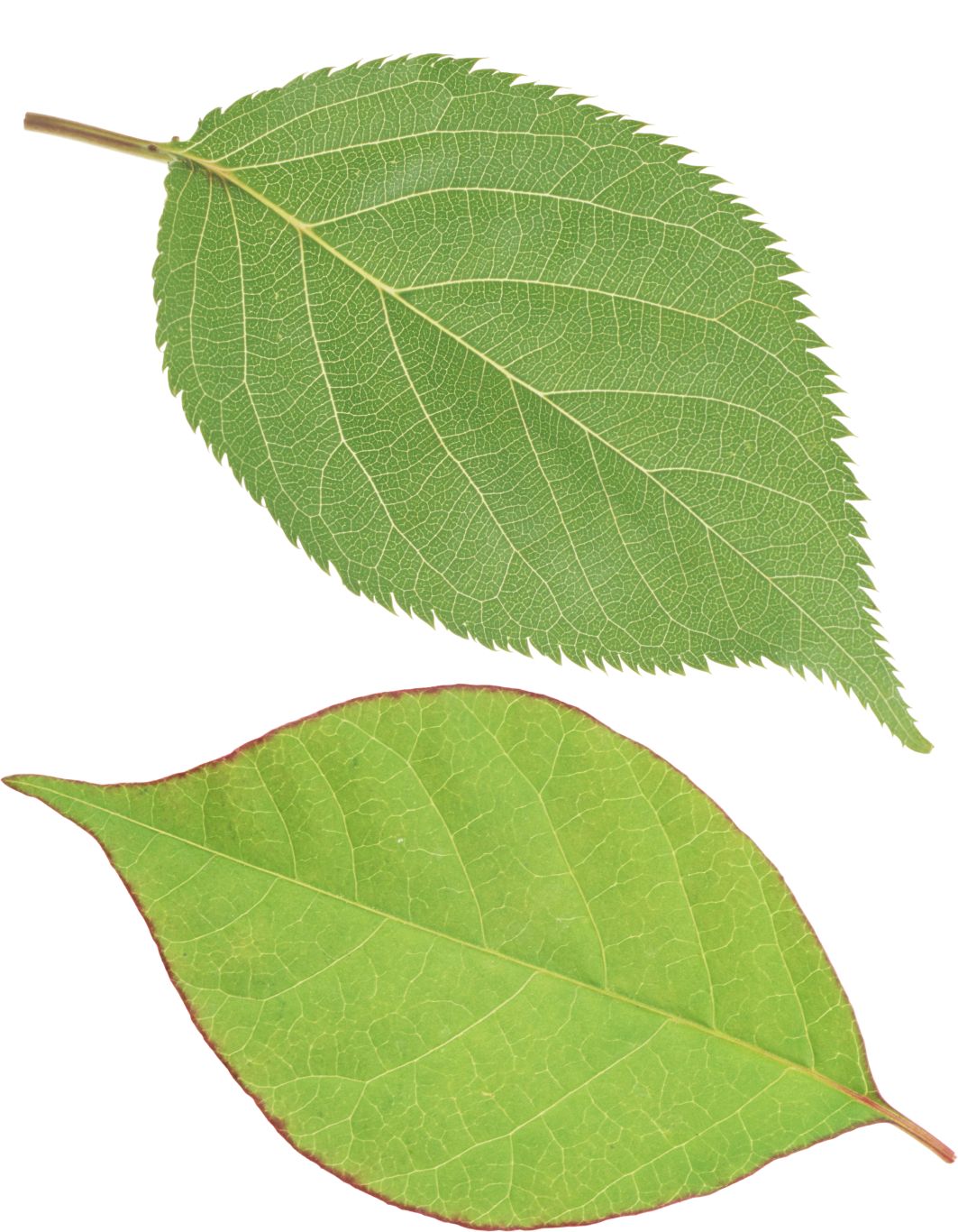 Green leaf PNG     图片编号:3639
