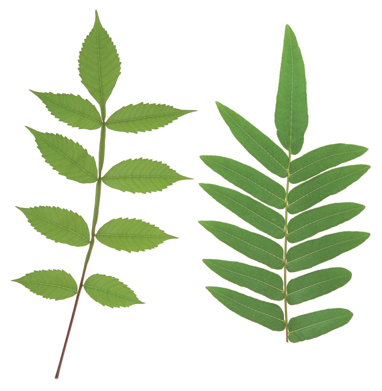 Green leaf PNG     图片编号:3641