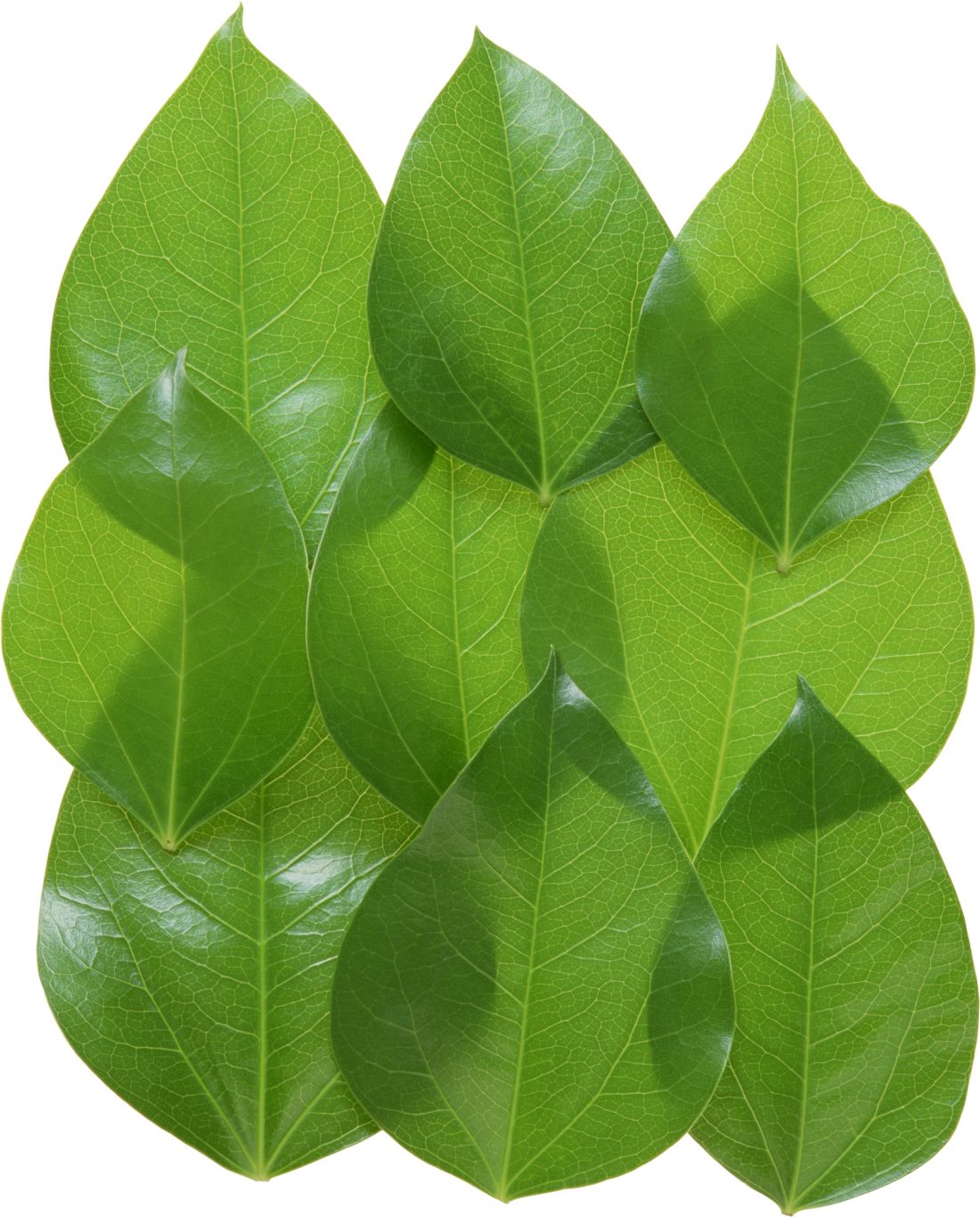 Green leaves picture PNG     图片编号:3642