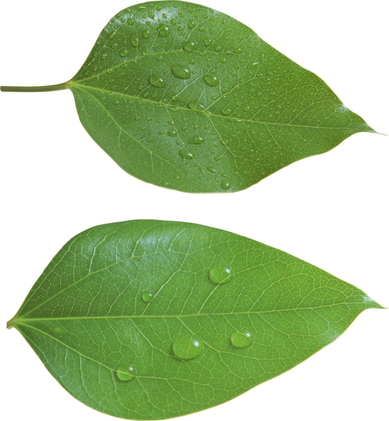 Green leaf PNG     图片编号:3643