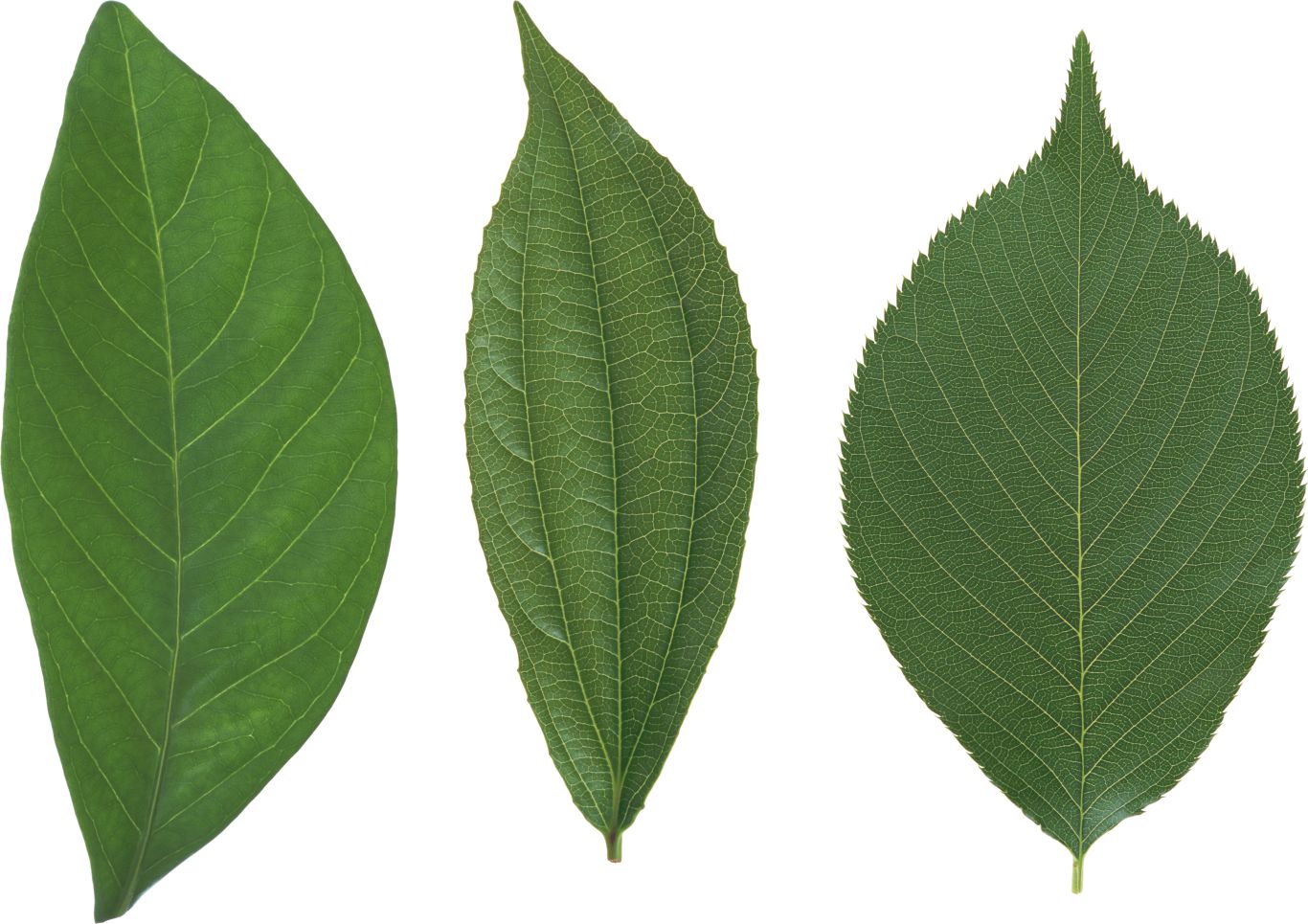 Green leaf PNG     图片编号:3644