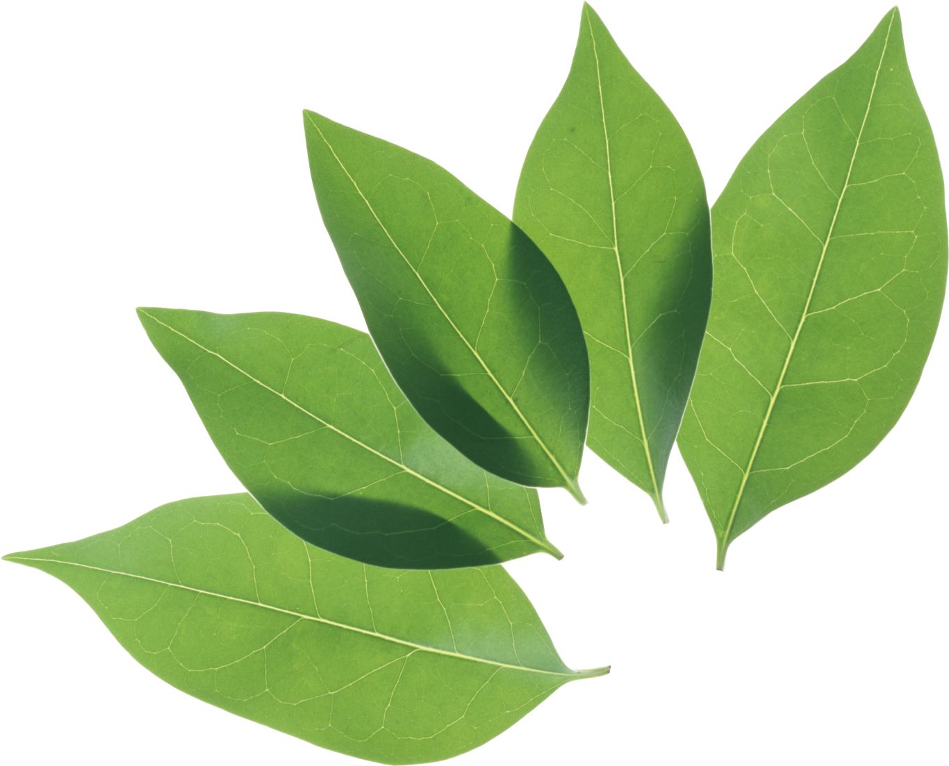 Green leaf PNG     图片编号:3645