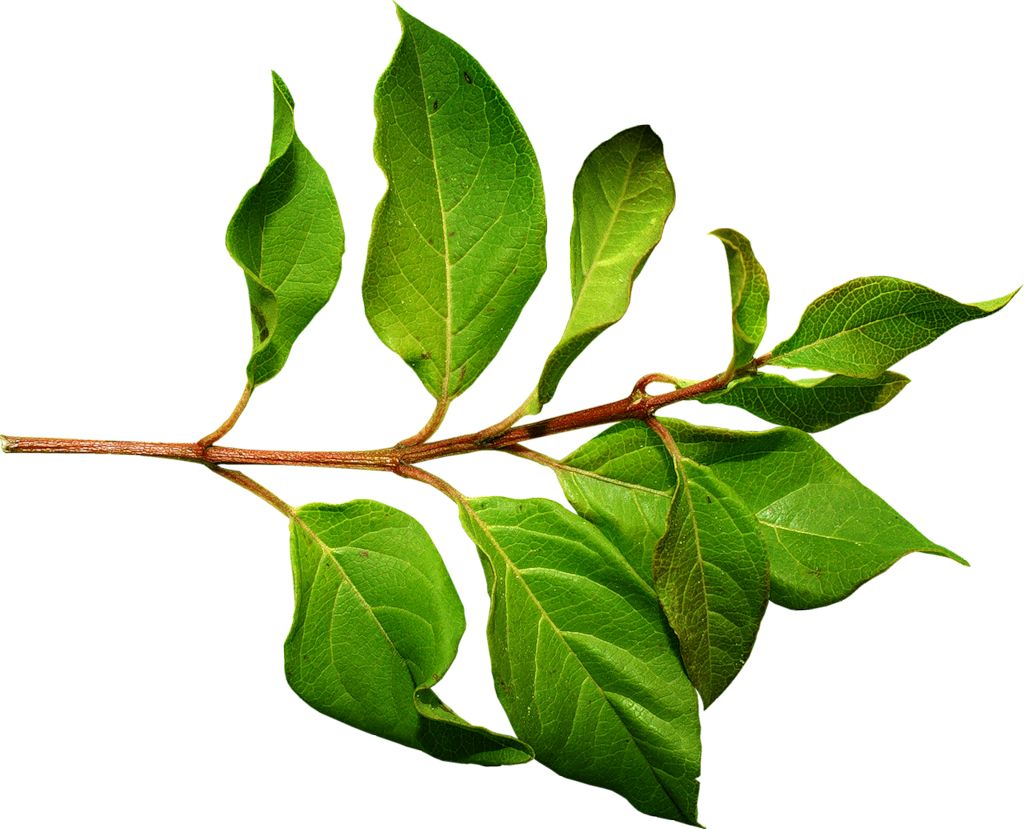 Green leaf PNG     图片编号:3647