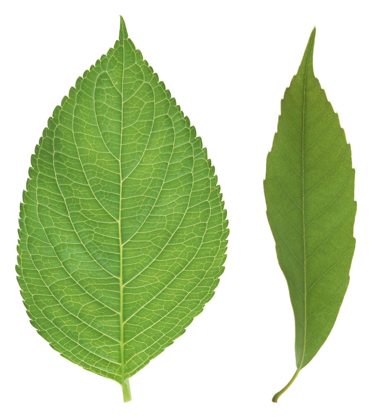 Green leaf PNG     图片编号:3648