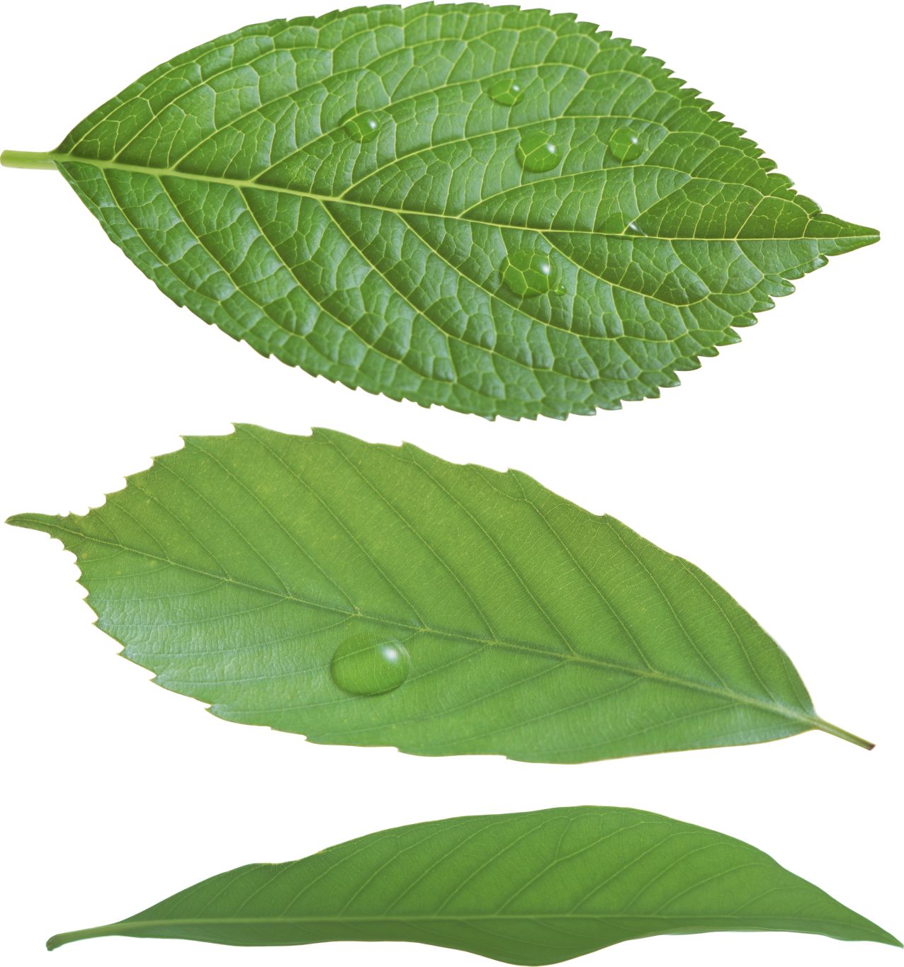 Green leaf PNG     图片编号:3649
