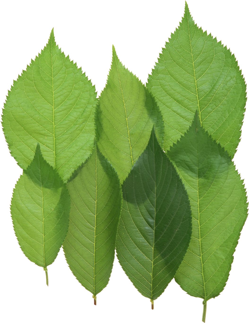 Green leaf PNG     图片编号:3651