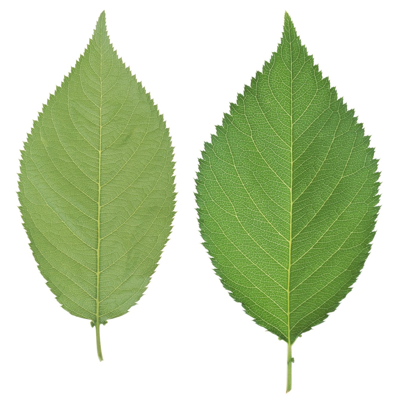 Green leaf PNG     图片编号:3652