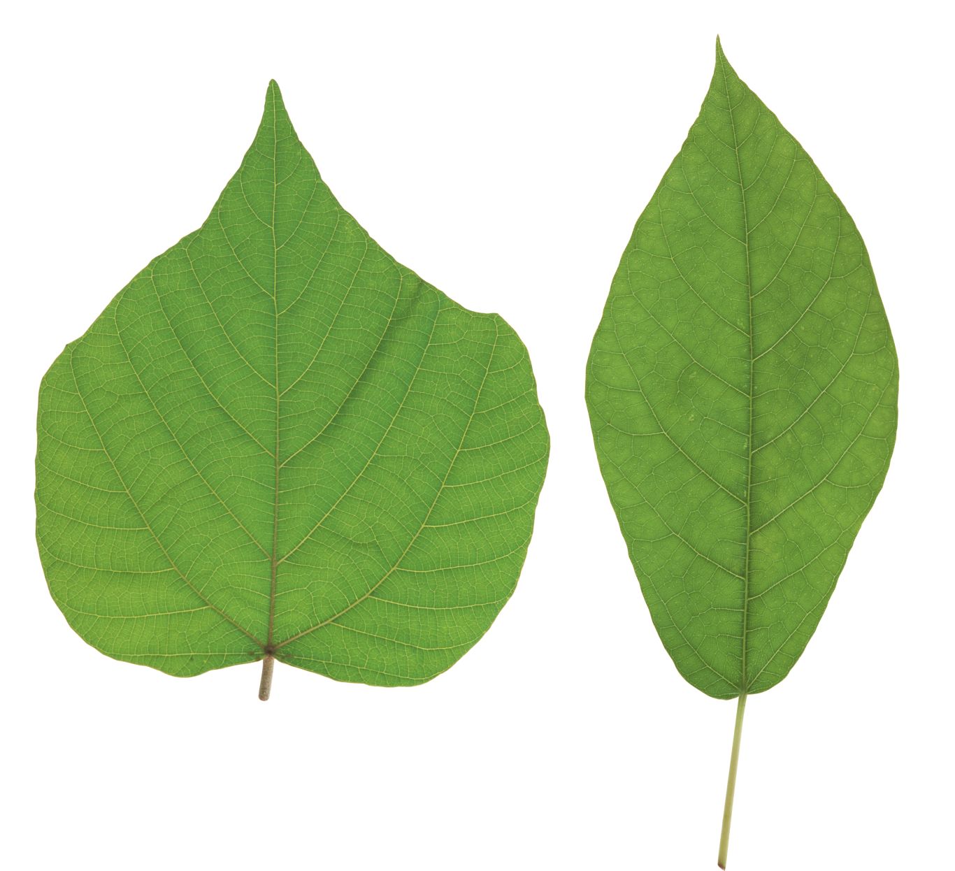 Green leaf PNG     图片编号:3656