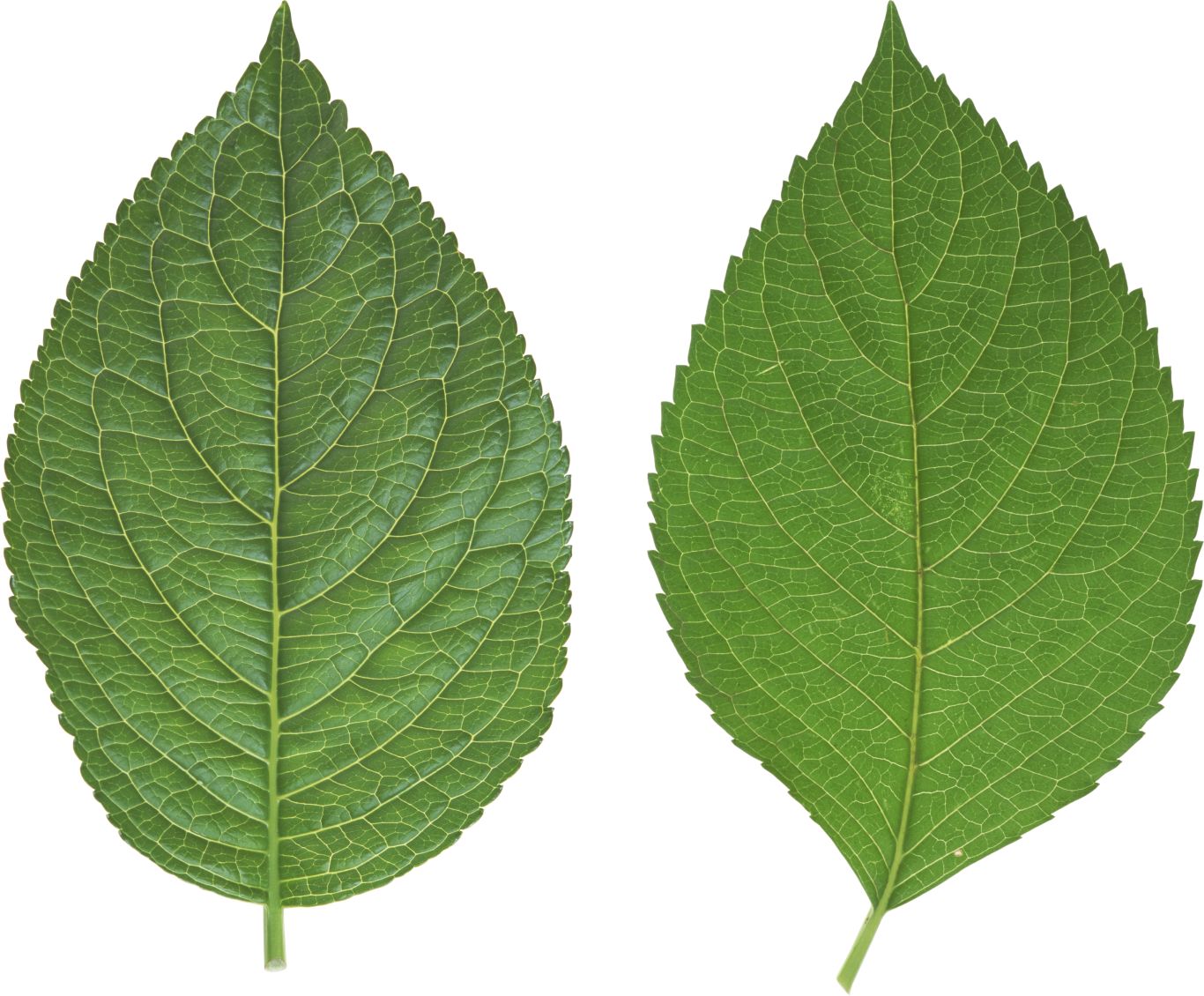 Green leaf PNG     图片编号:3658