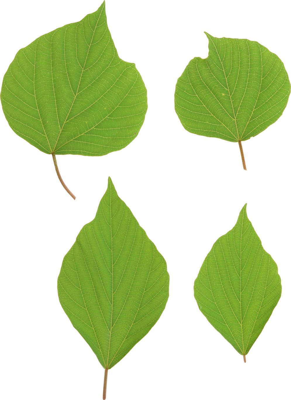 Green leaves picture PNG     图片编号:3659