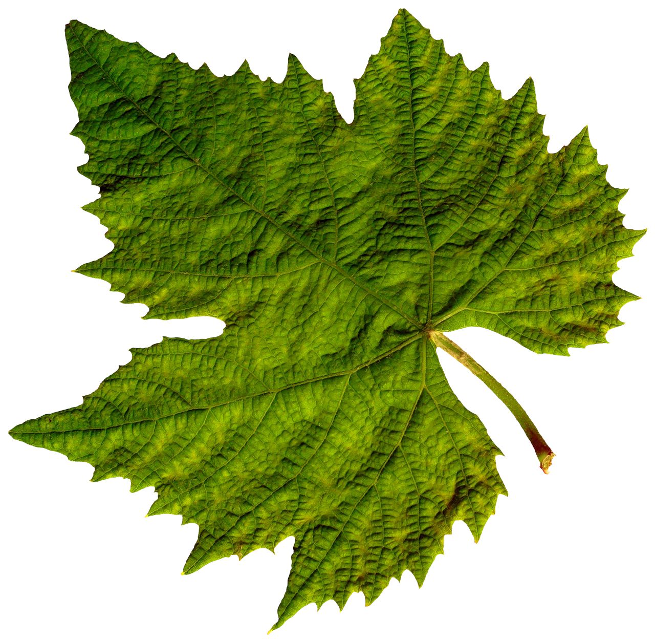 Green leaf PNG     图片编号:3662