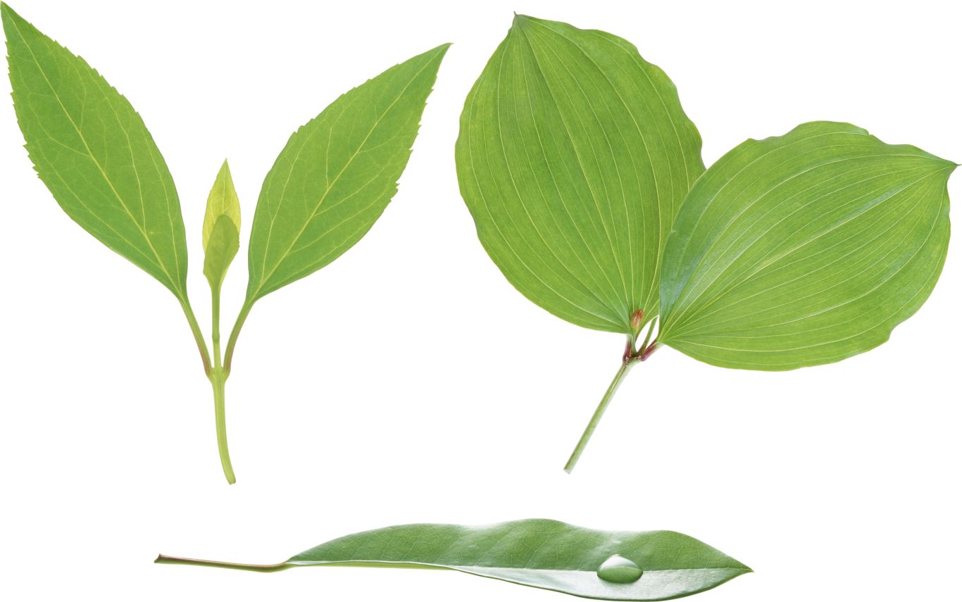 Green leaf PNG     图片编号:3663