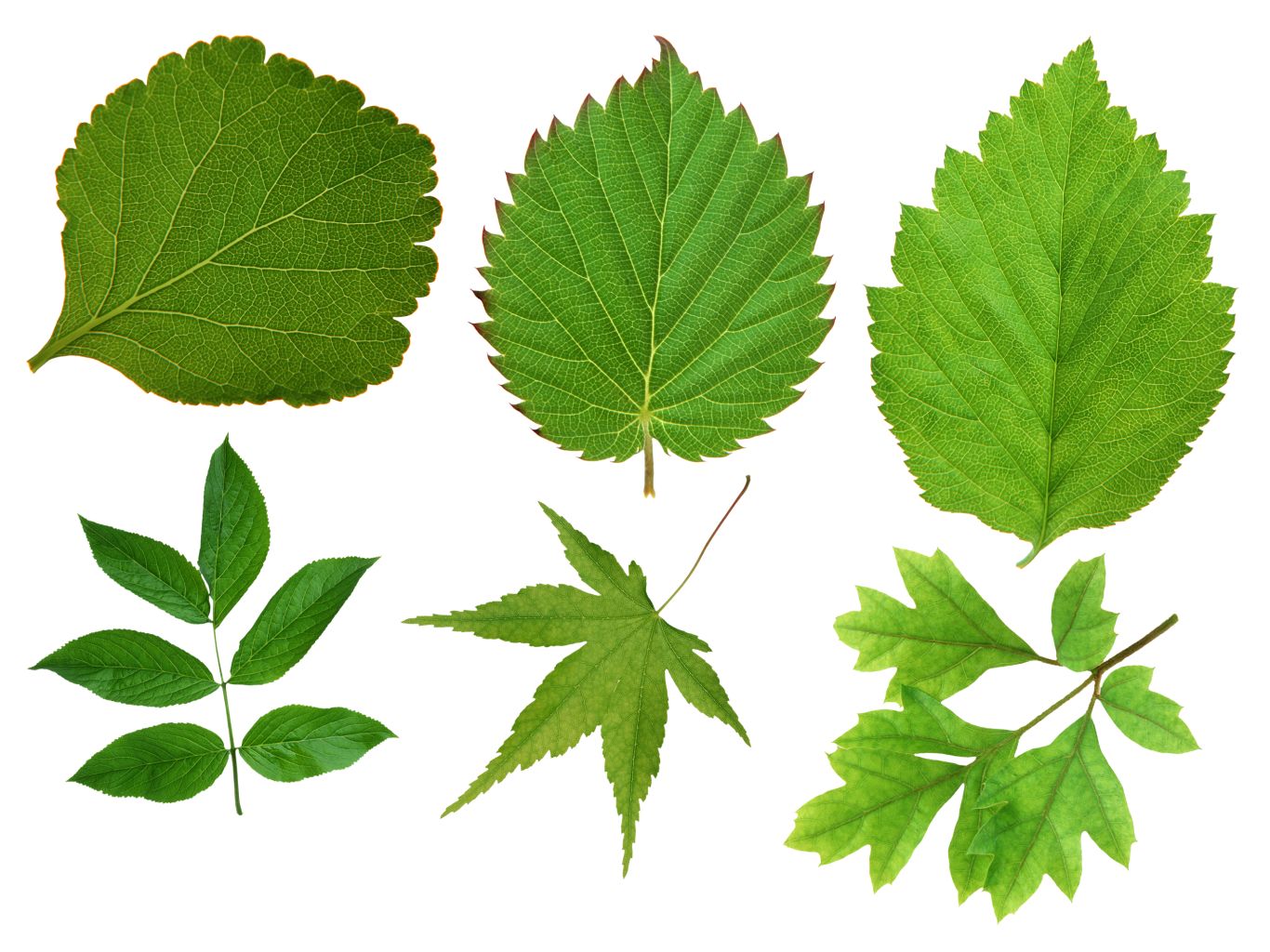 Green leaf PNG     图片编号:3664