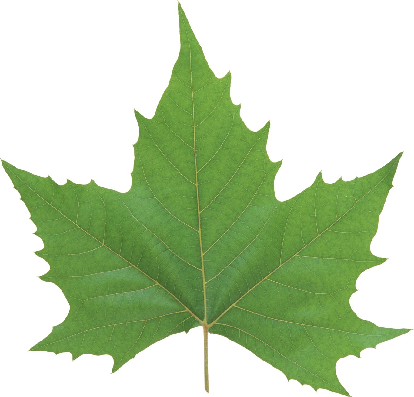 Green leaf PNG     图片编号:3665