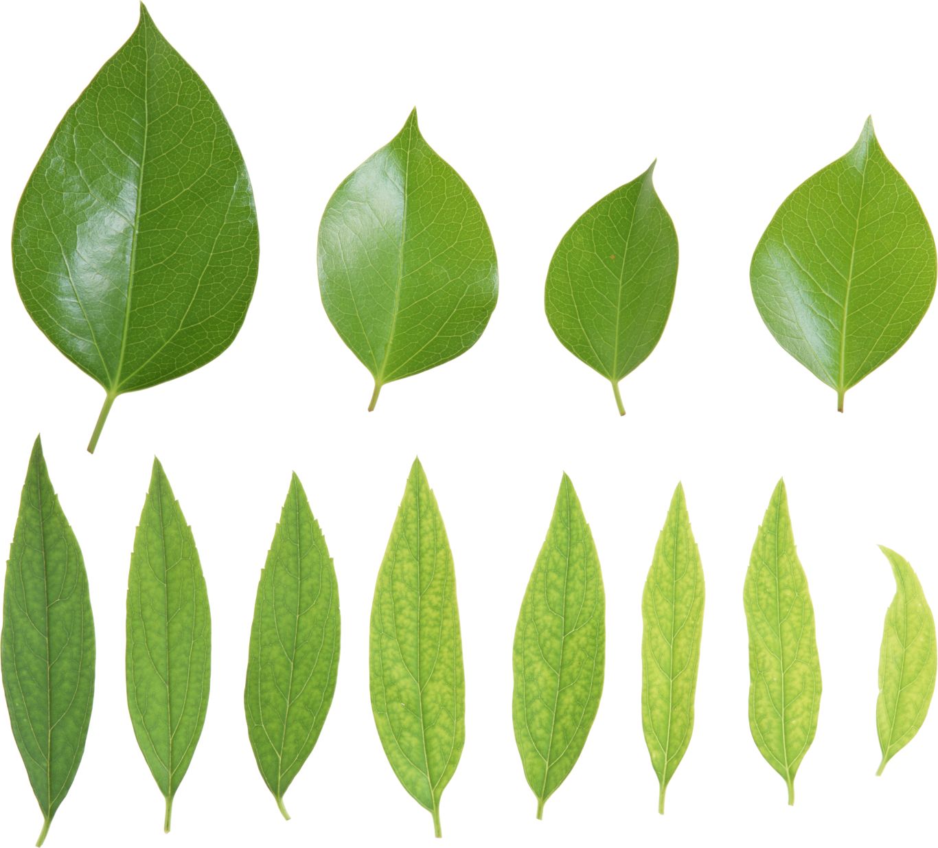 Green leaves picture PNG     图片编号:3666