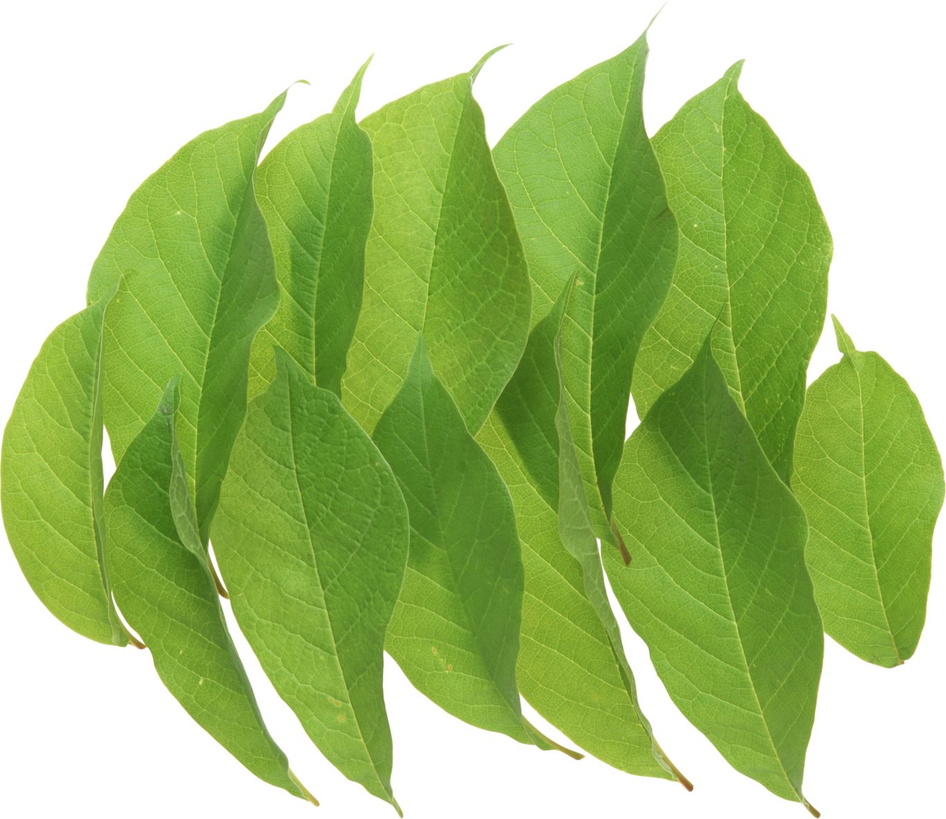 Green leaf PNG     图片编号:3667