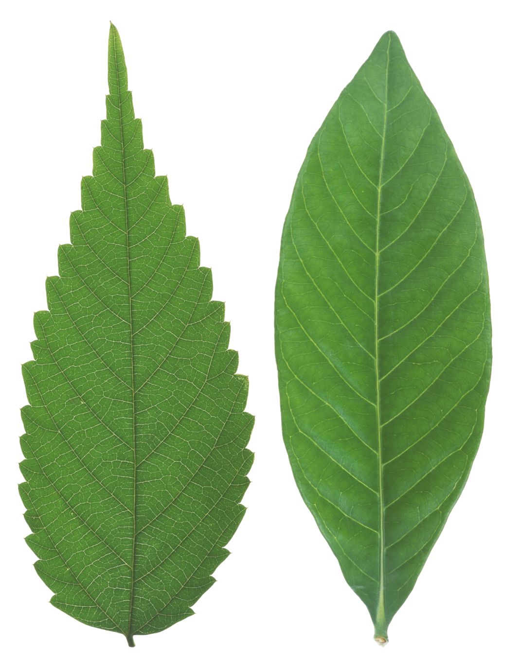 Green leaf PNG     图片编号:3668