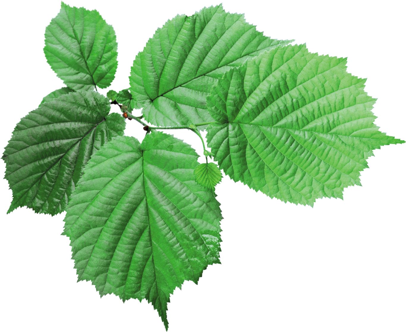 Green leaf PNG     图片编号:3669