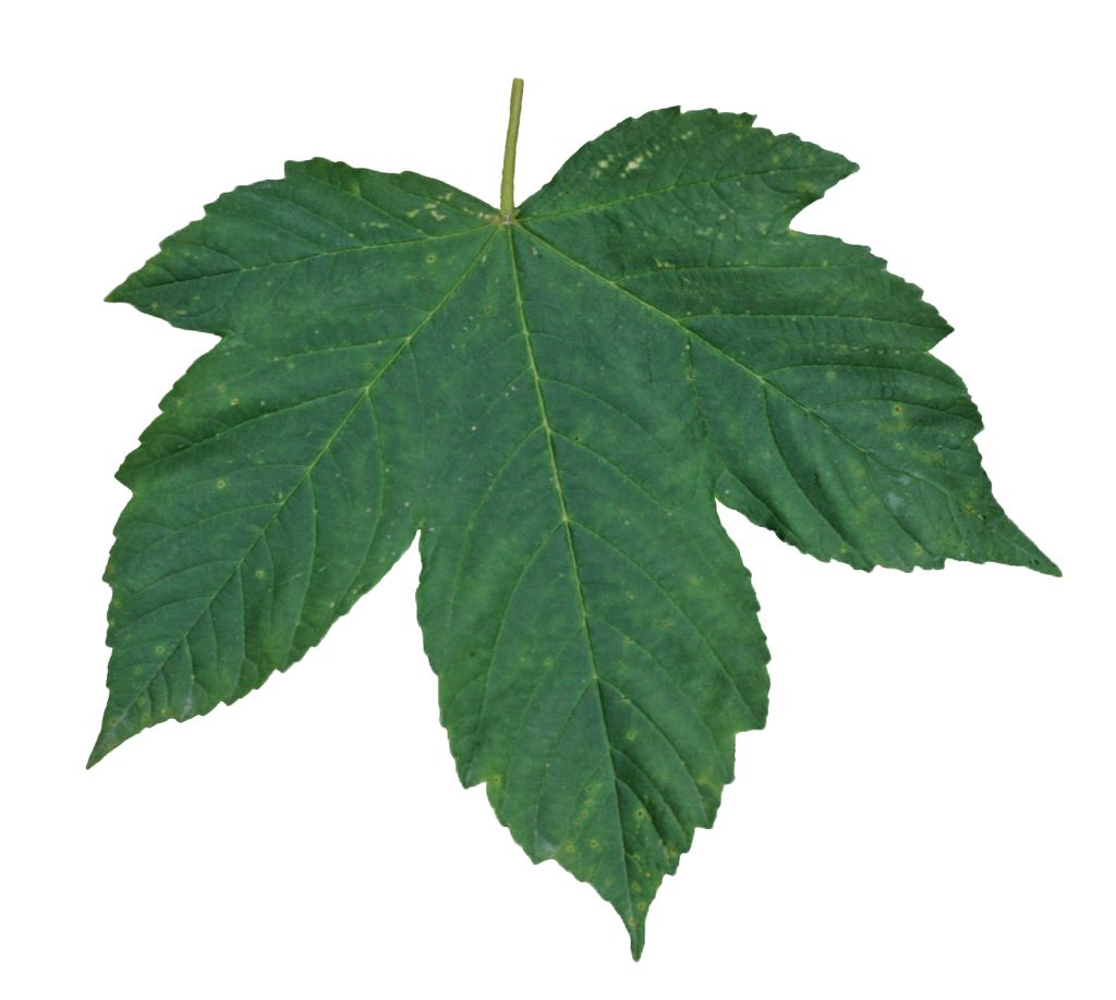 Green leaf PNG     图片编号:3670