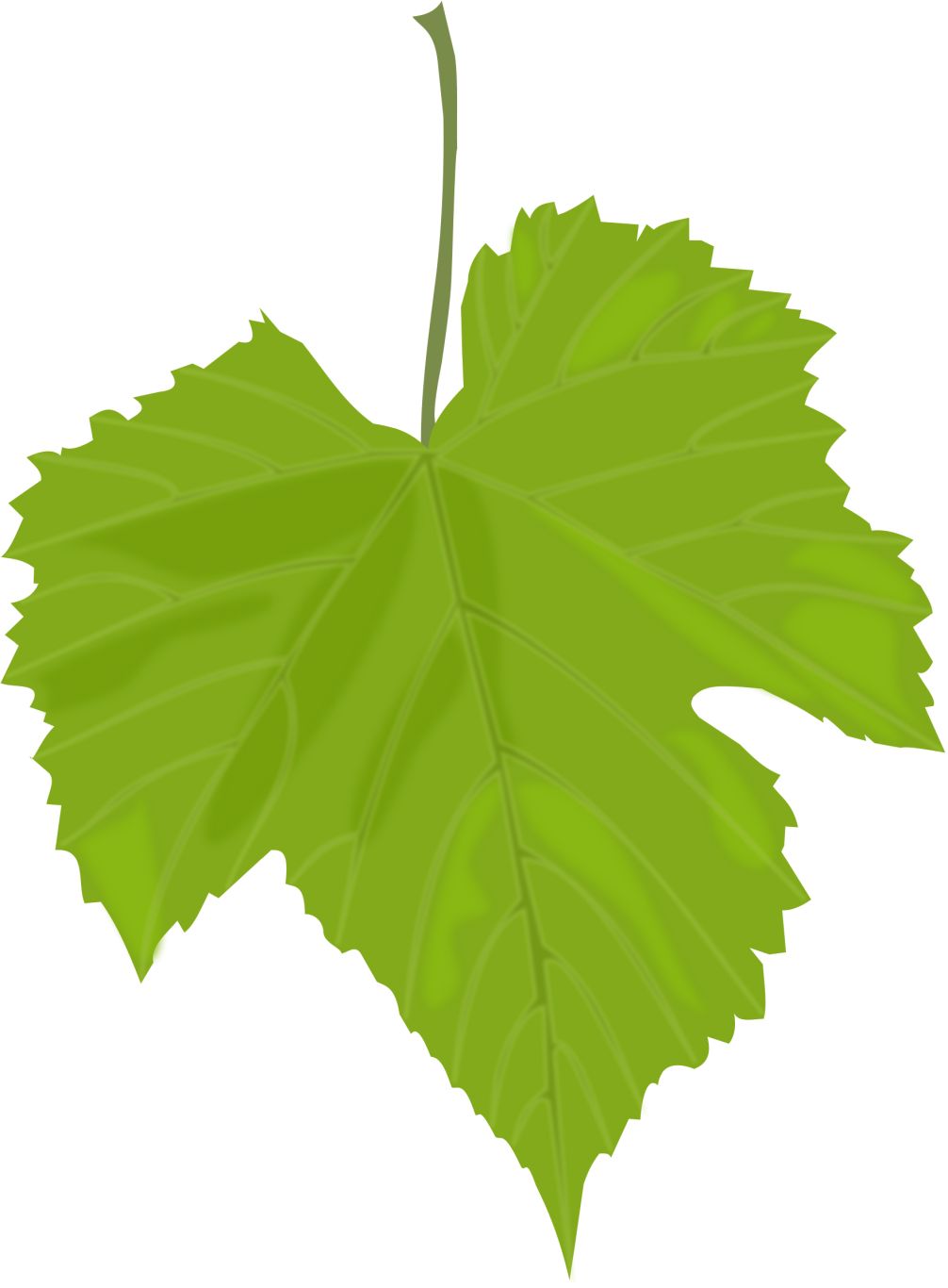 Green leaf PNG     图片编号:3672