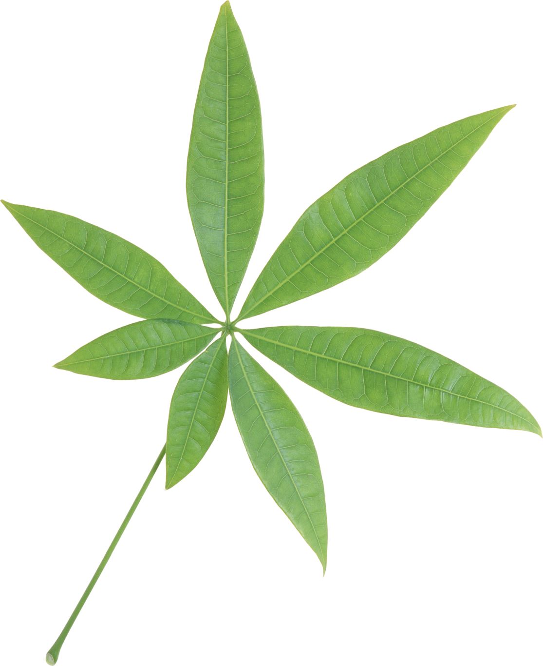 Green leaf PNG     图片编号:3673