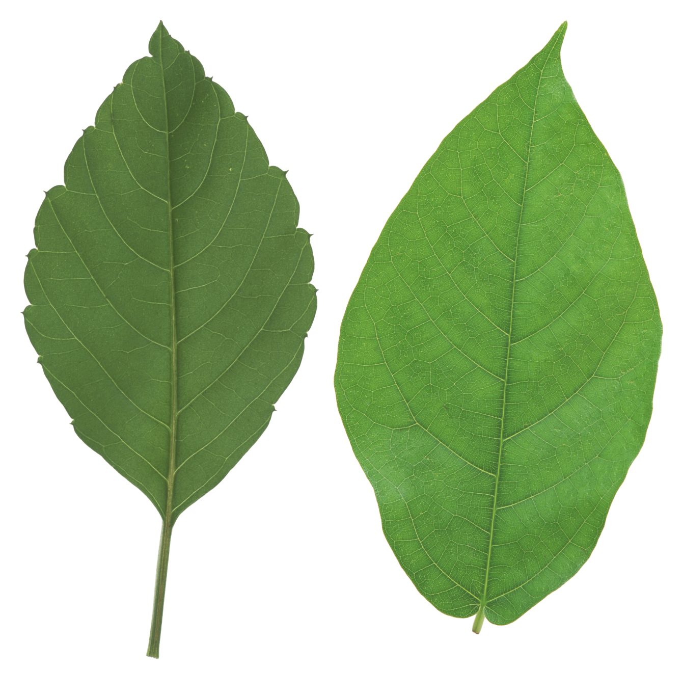 Green leaf PNG     图片编号:3674