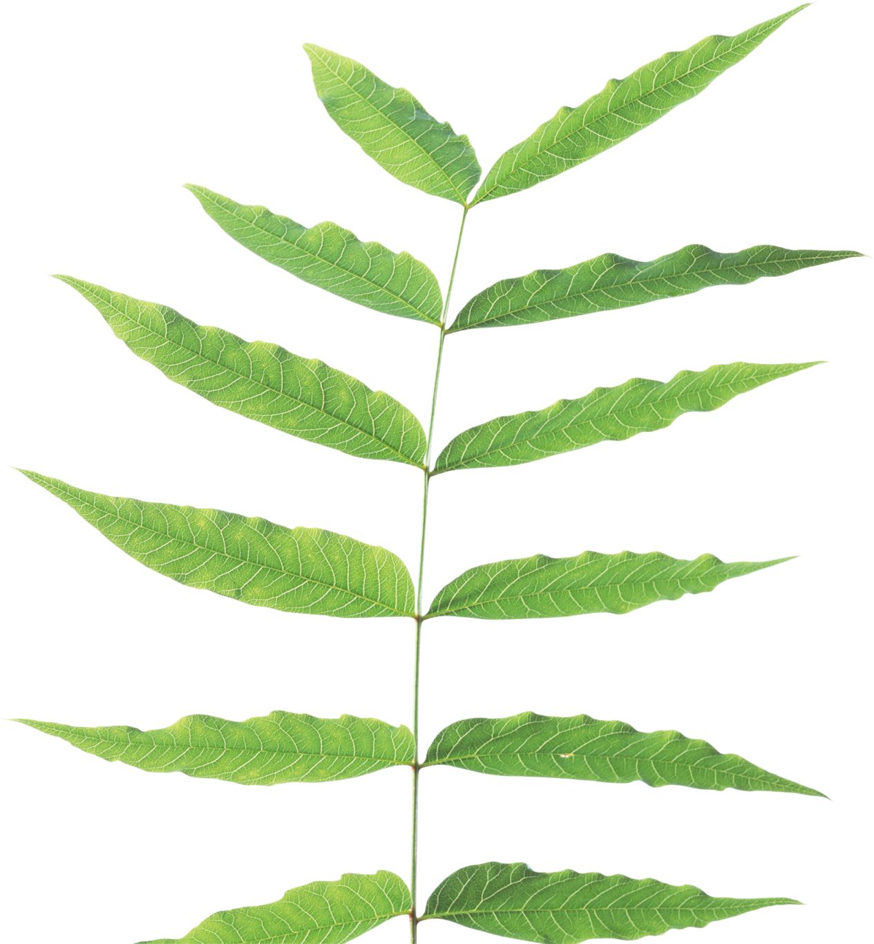 Green leaf PNG     图片编号:3675