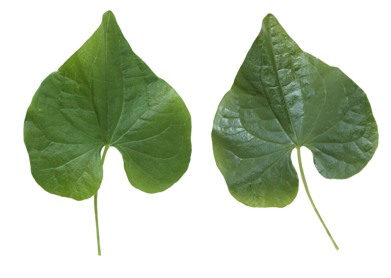 Green leaf PNG     图片编号:3676