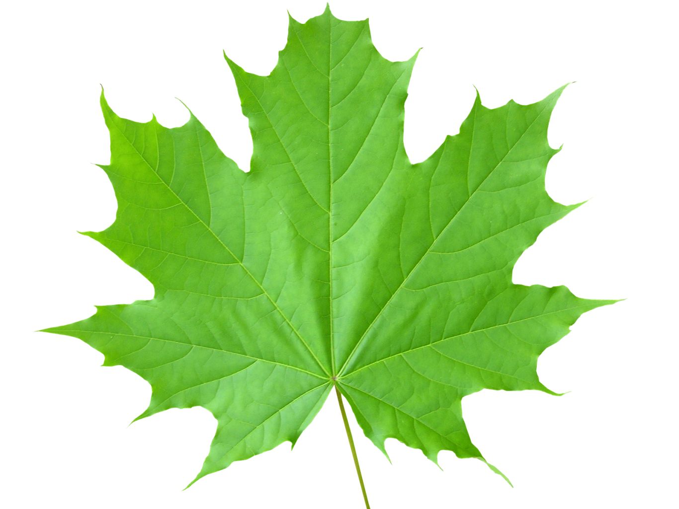 Green leaf PNG     图片编号:3678