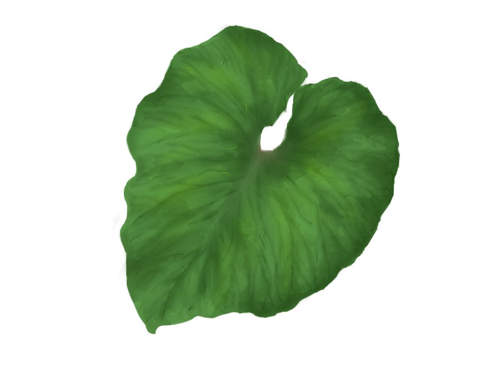 Green leaf PNG     图片编号:3680