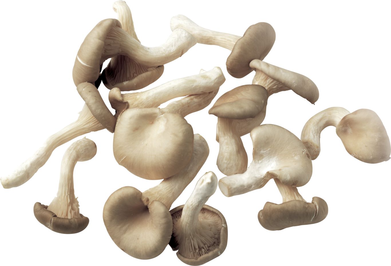 Mushroom PNG image     图片编号:3181