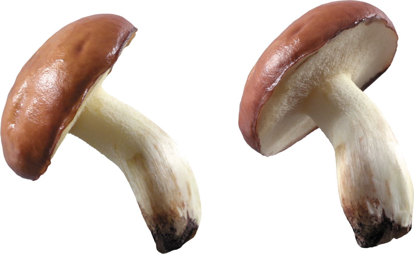 Mushroom PNG image     图片编号:3182