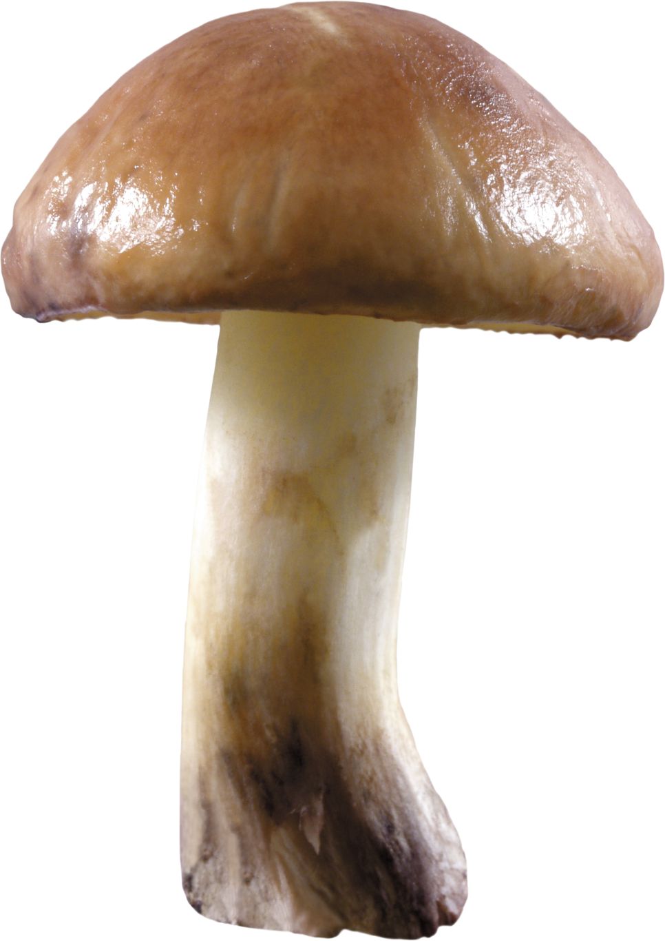 Mushroom PNG image     图片编号:3186