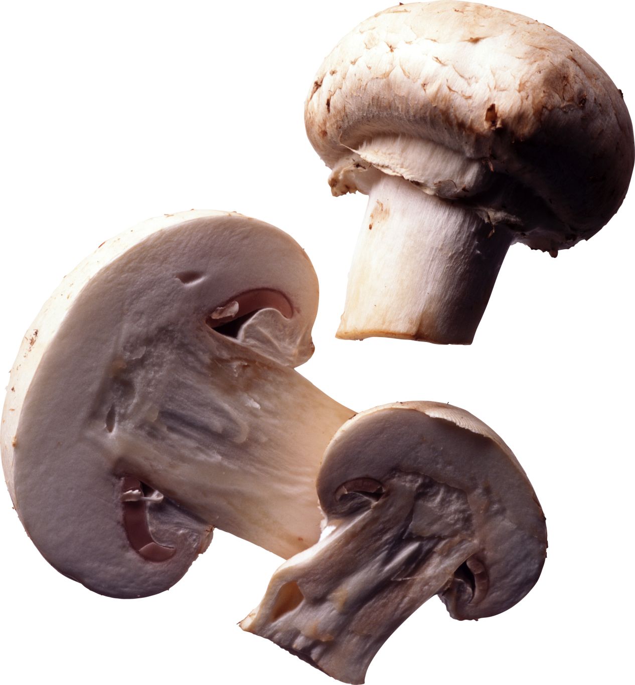 Mushroom PNG image     图片编号:3188