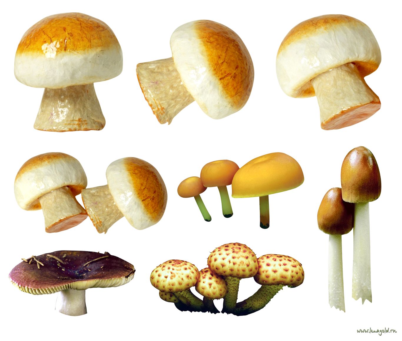 Mushroom PNG image     图片编号:3190