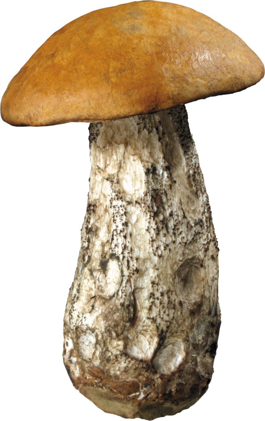 Mushroom PNG image     图片编号:3191