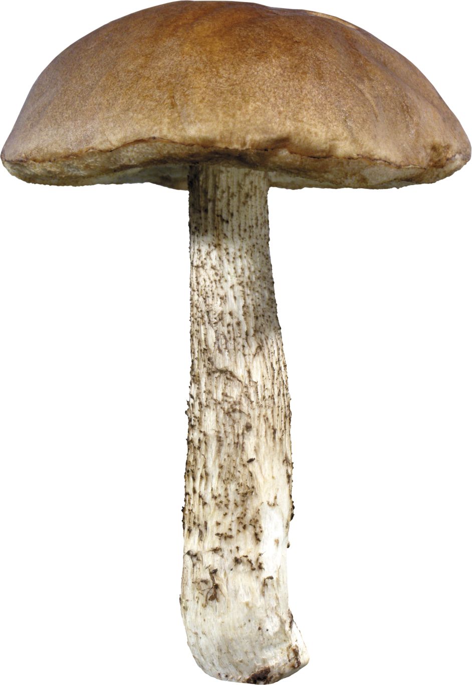 Mushroom PNG image     图片编号:3193