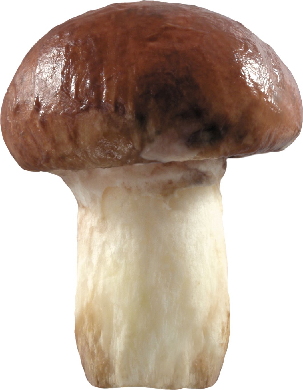 Mushroom PNG image     图片编号:3195
